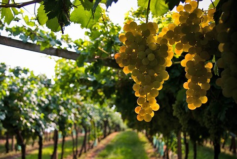 Bianco di Custoza DOC