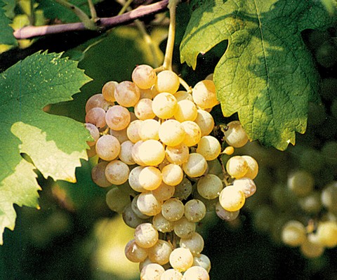 Recioto di Gambellara DOCG