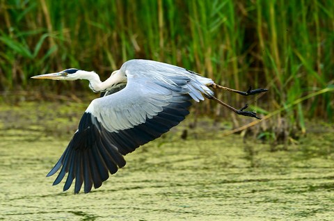 Airone Foto d Gastone Dissette