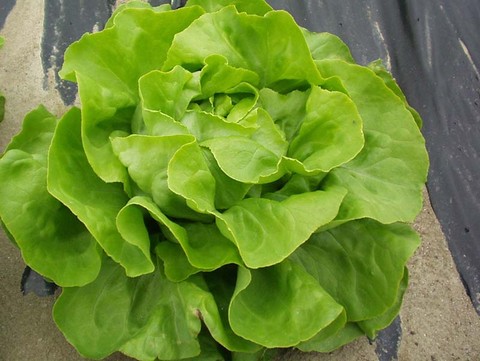 Insalata di Lusia IGP