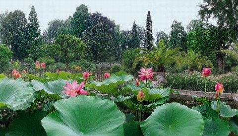 Fiori di loto - Foto Danesin