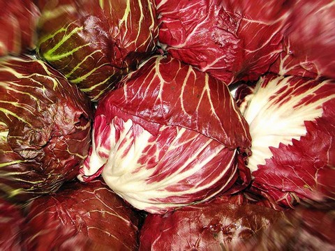 Radicchio di Chioggia IGP
