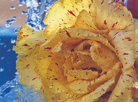 Radicchio Variegato di Castelfranco IGP