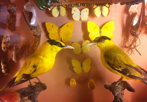 Museo di Storia Naturale - Venezia