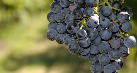 Malanotte del Piave DOCG